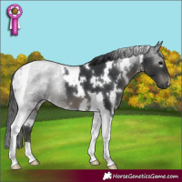 Horse Color:White Spotted Black Tobiano