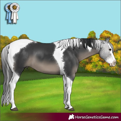 Horse Color:Black Sabino Splash Tobiano 