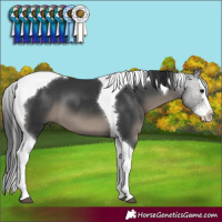 Horse Color:Black Sabino Splash Tobiano 