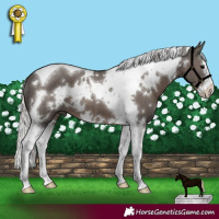 Horse Color:White Spotted Silver Black Splash Tobiano 