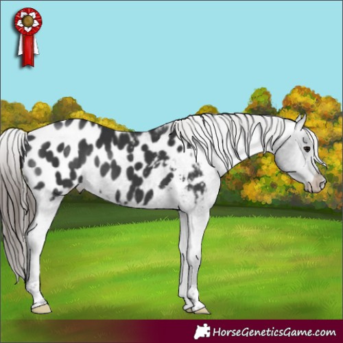 Horse Color:Black Tobiano Blanket Rabicano 
