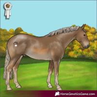 Horse Color:Chocolate Palomino Sabino 