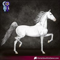 Horse Color:Black Sabino Appaloosa 