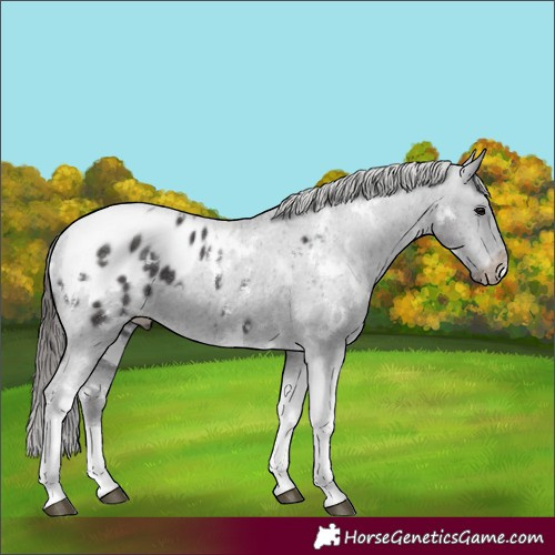 Horse Color:White Spotted Smoky Black Tobiano Appaloosa Rabicano 