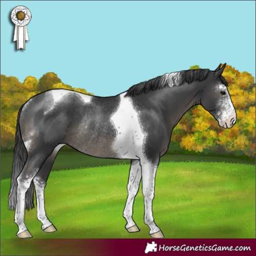 Horse Color:Black Sabino Tobiano Rabicano 