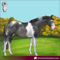 Horse Color:Black Sabino Tobiano Rabicano