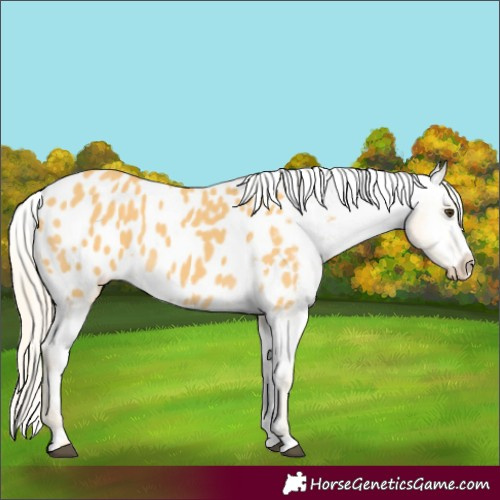 Horse Color:Palomino Appaloosa 
