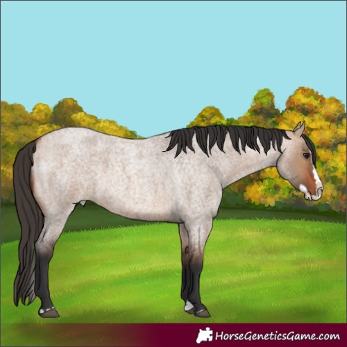 Horse Color:Bay Roan Dun Splash 