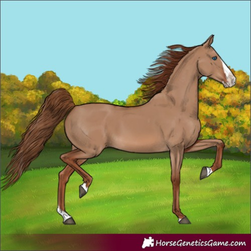 Horse Color:Red Dun Splash