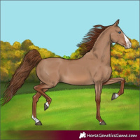 Horse Color:Red Dun Splash