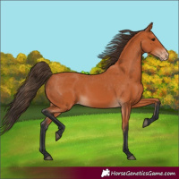 Horse Color:Bay Appaloosa 