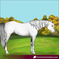 Horse Color:Gray Brown 