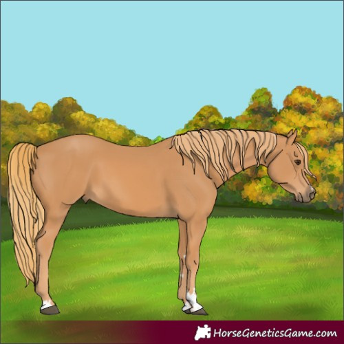 Horse Color:Unknown 