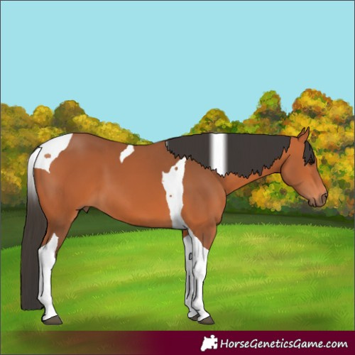 Horse Color:Bay Tobiano 