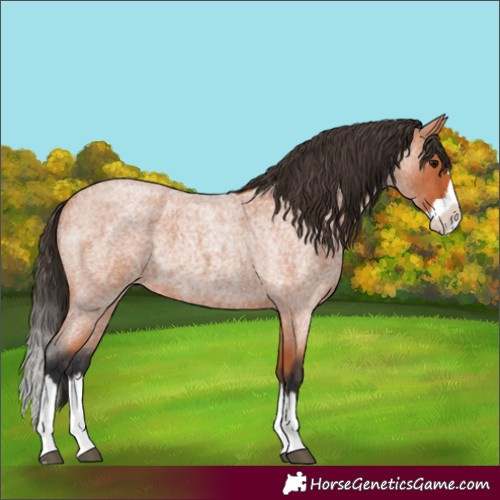 Horse Color:Bay Roan Splash 