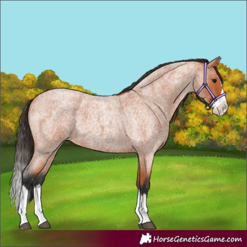 Horse Color:Bay Roan Splash 