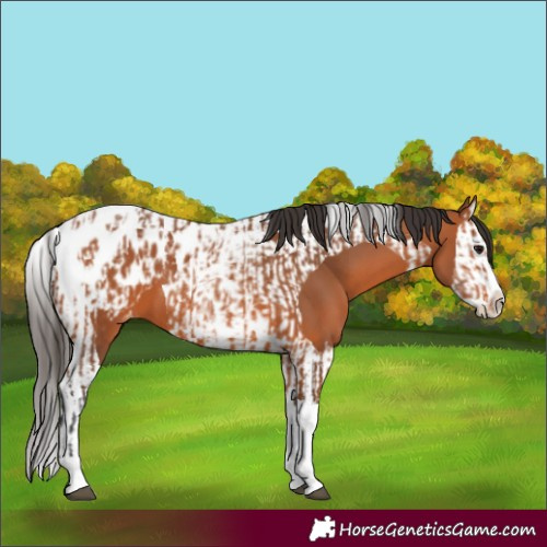 Horse Color:Bay Splash Tobiano Appaloosa  and Bay Splash Tobiano Appaloosa 