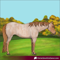 Horse Color:Red Roan
