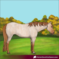 Horse Color:Red Dun Roan 