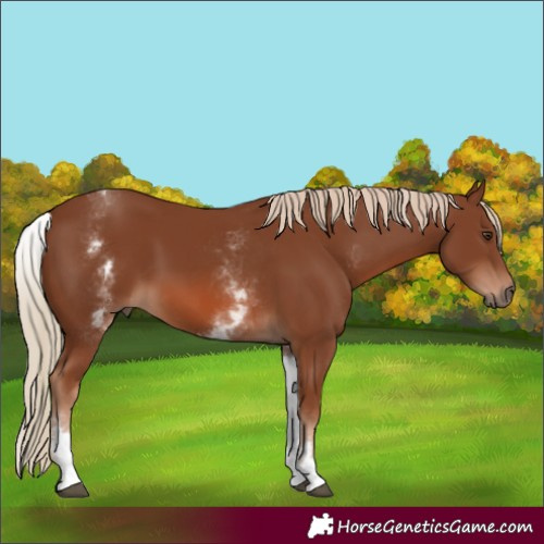 Horse Color:White Spotted Chestnut 
