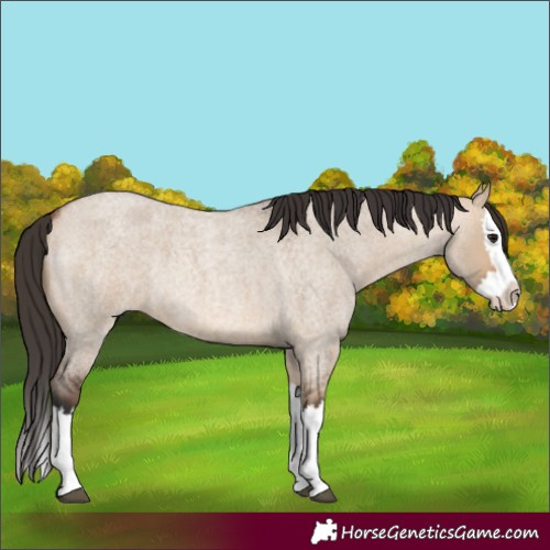 Horse Color:Bay Roan Dun Splash 