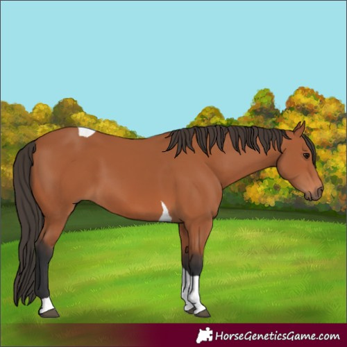 Horse Color:Bay Tobiano 