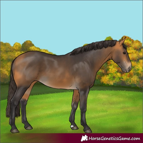 Horse Color:Buckskin 