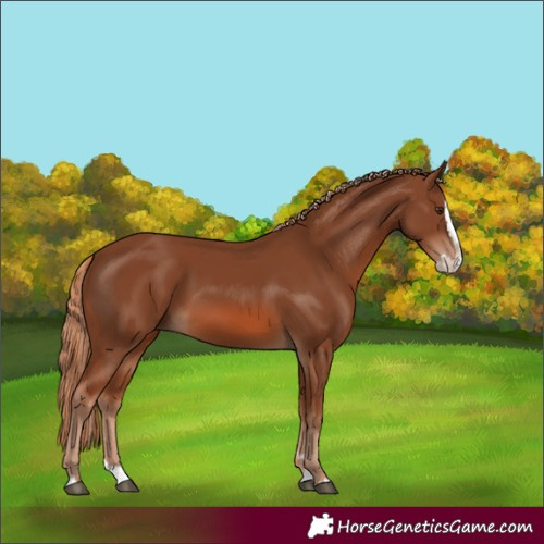 Horse Color:Chestnut Splash