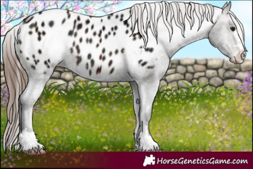 Horse Color:Midnight Bay Appaloosa Rabicano 