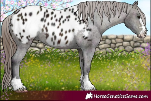 Horse Color:Midnight Bay Appaloosa Rabicano 