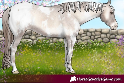 Horse Color:White Spotted Red Onyx Snowcap 