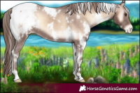Horse Color:White Spotted Red Onyx Appaloosa