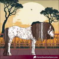 Horse Color:Classic Champagne Appaloosa  and Classic Champagne Appaloosa 