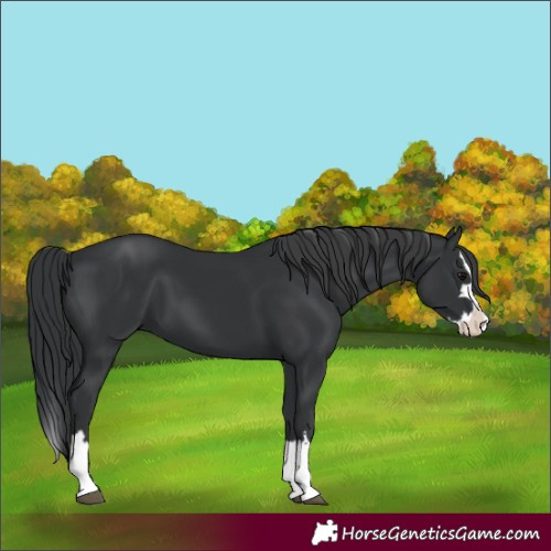 Horse Color:Black Splash 