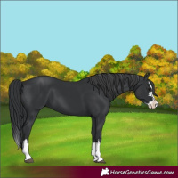 Horse Color:Black Splash