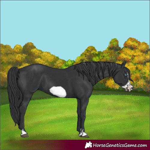 Horse Color:Black Frame 