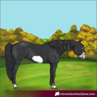 Horse Color:Black Frame