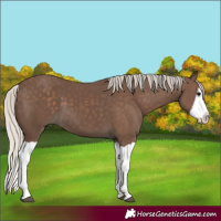 Horse Color:Silver Black Splash