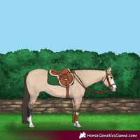Horse Color:Bay Dun