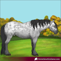 Horse Color:Blue Ice Roan Rabicano 
