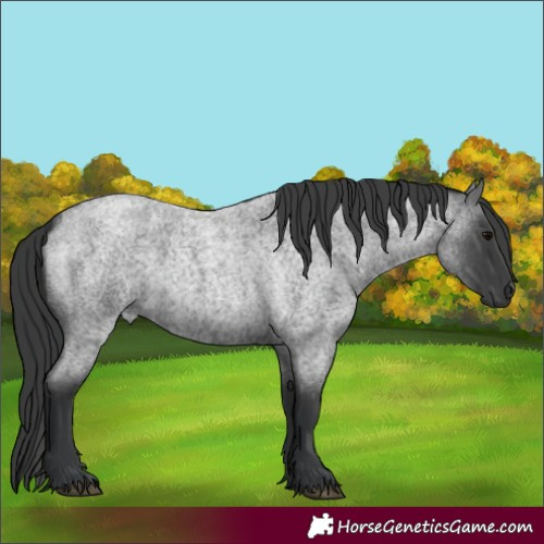 Horse Color:Blue Roan 