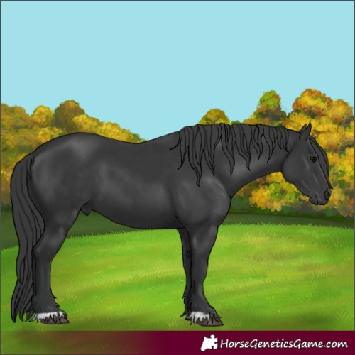 Horse Color:Black  and Black 