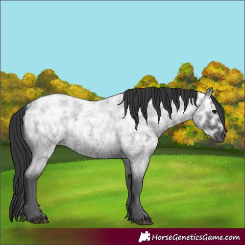 Horse Color:Blue Ice Roan Rabicano 
