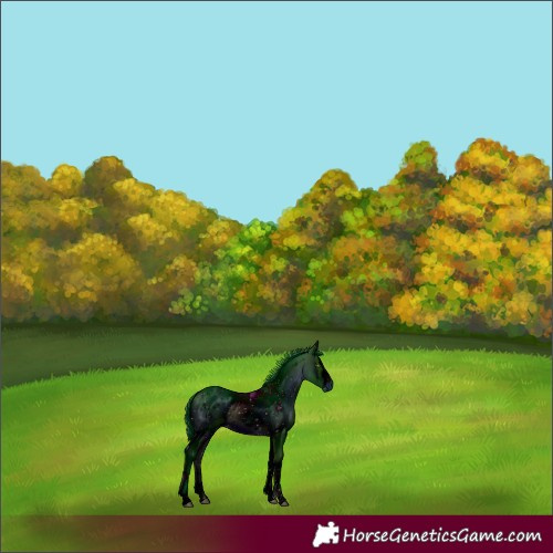 Horse Color:ERROR: UNKNOWN ANOMALY