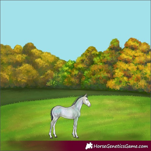 Horse Color:Watercolor Chocolate Buckskin Onyx Sabino 