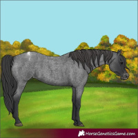 Horse Color:Blue Roan Appaloosa