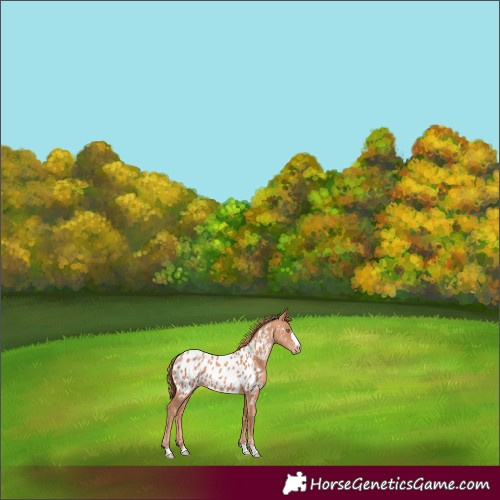 Horse Color:Gold Champagne Appaloosa 