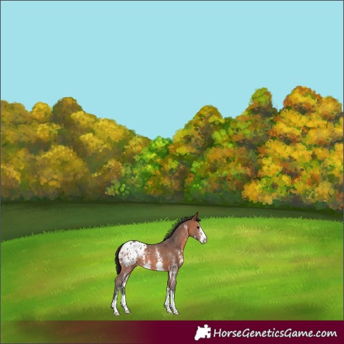 Horse Color:Bay Sabino Appaloosa 