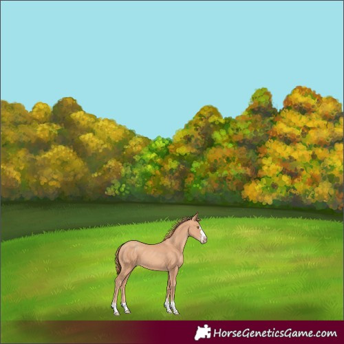 Horse Color:Gold Champagne 