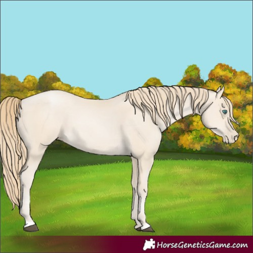 Horse Color:Black Snowdrop Pearl 